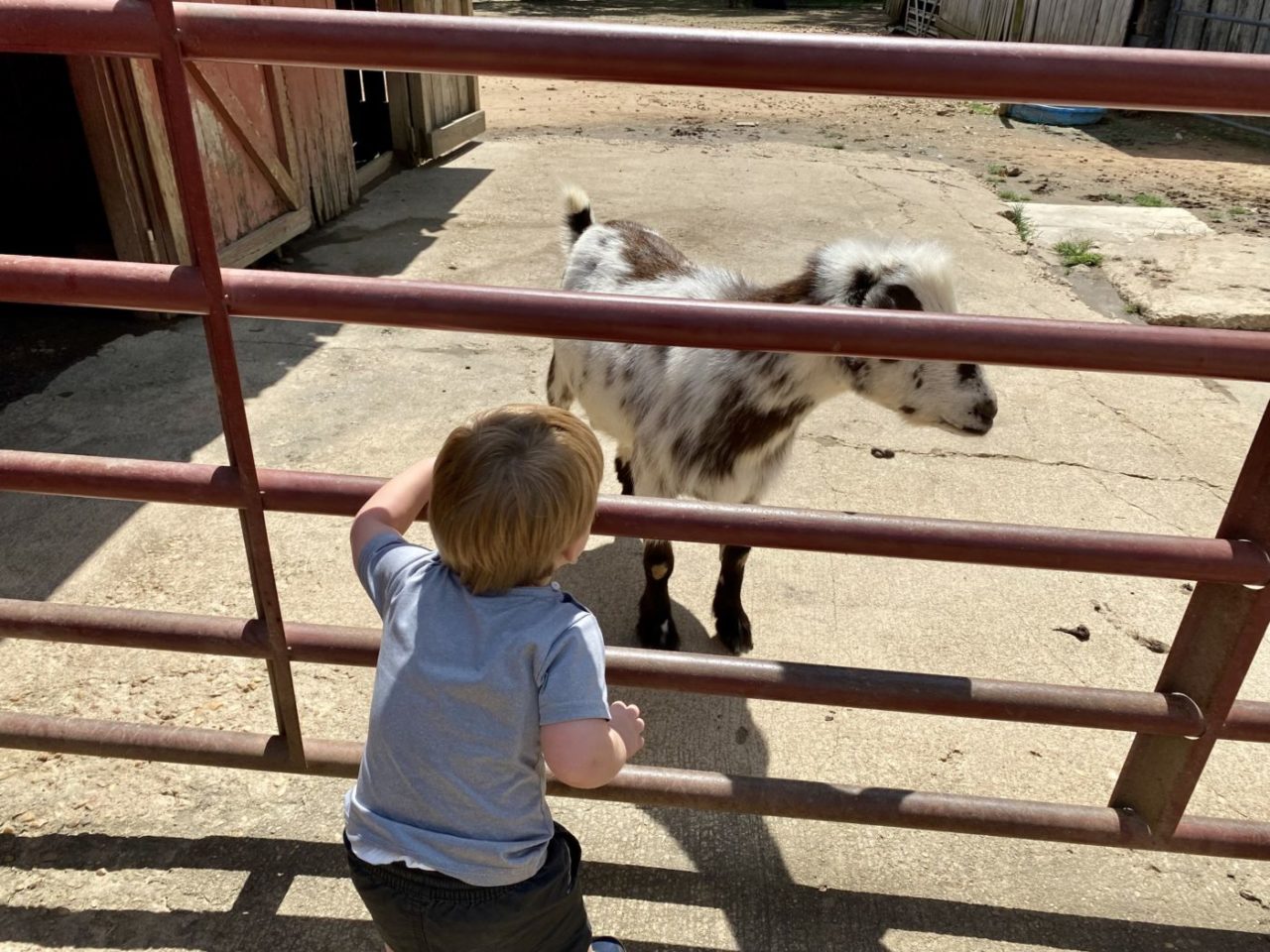 Farm Activities for Fall - The Autism Helper