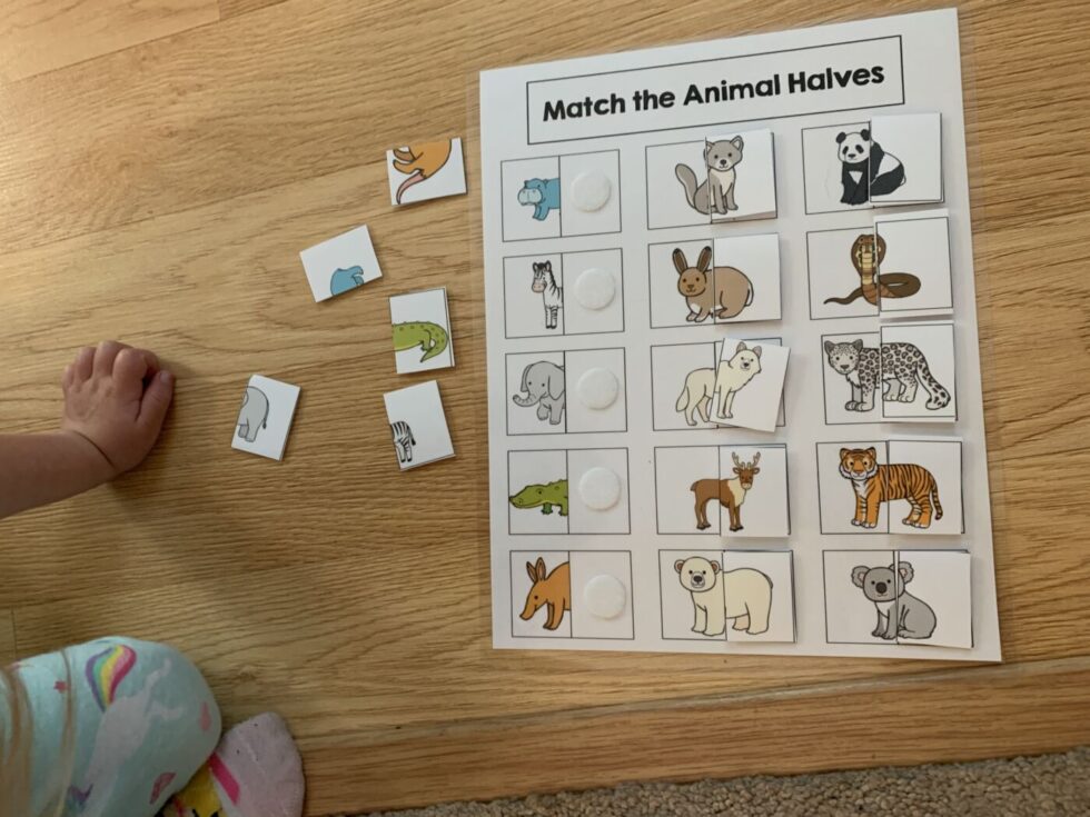 Building up to Complex Matching Skills - The Autism Helper